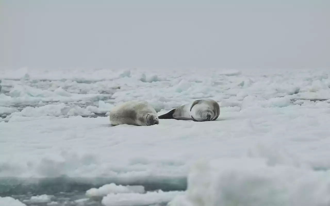 Researchers find Antarctic ice shelves thinner than previously thought