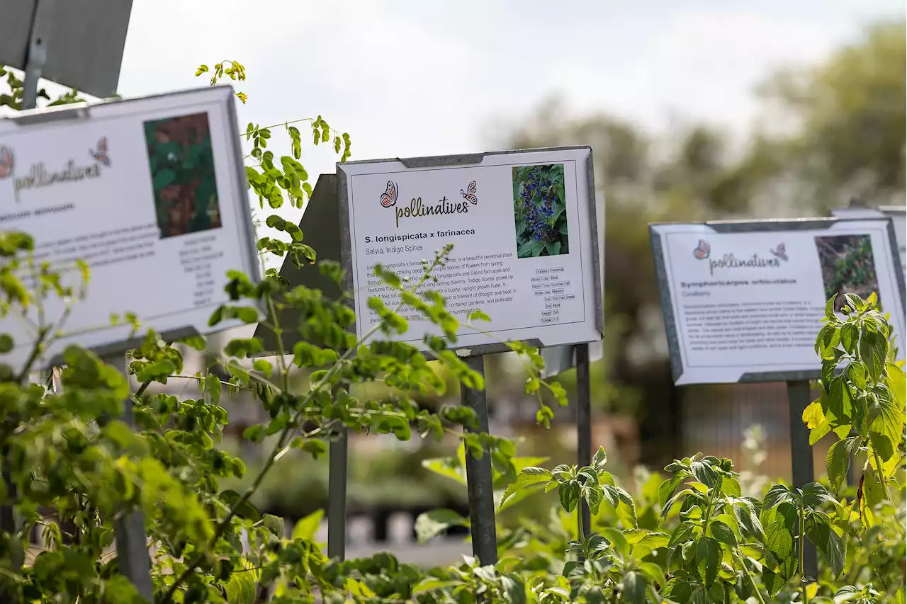 Pollinatives becomes San Antonio's second native plant nursery