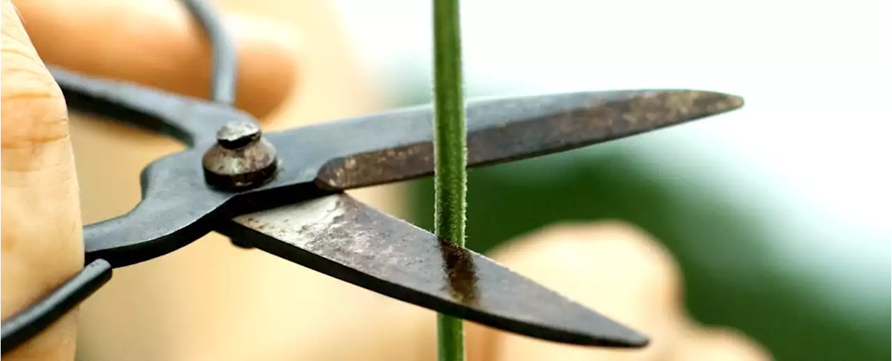 Plants Really Do 'Scream'. We Just Never Heard It Until Now.