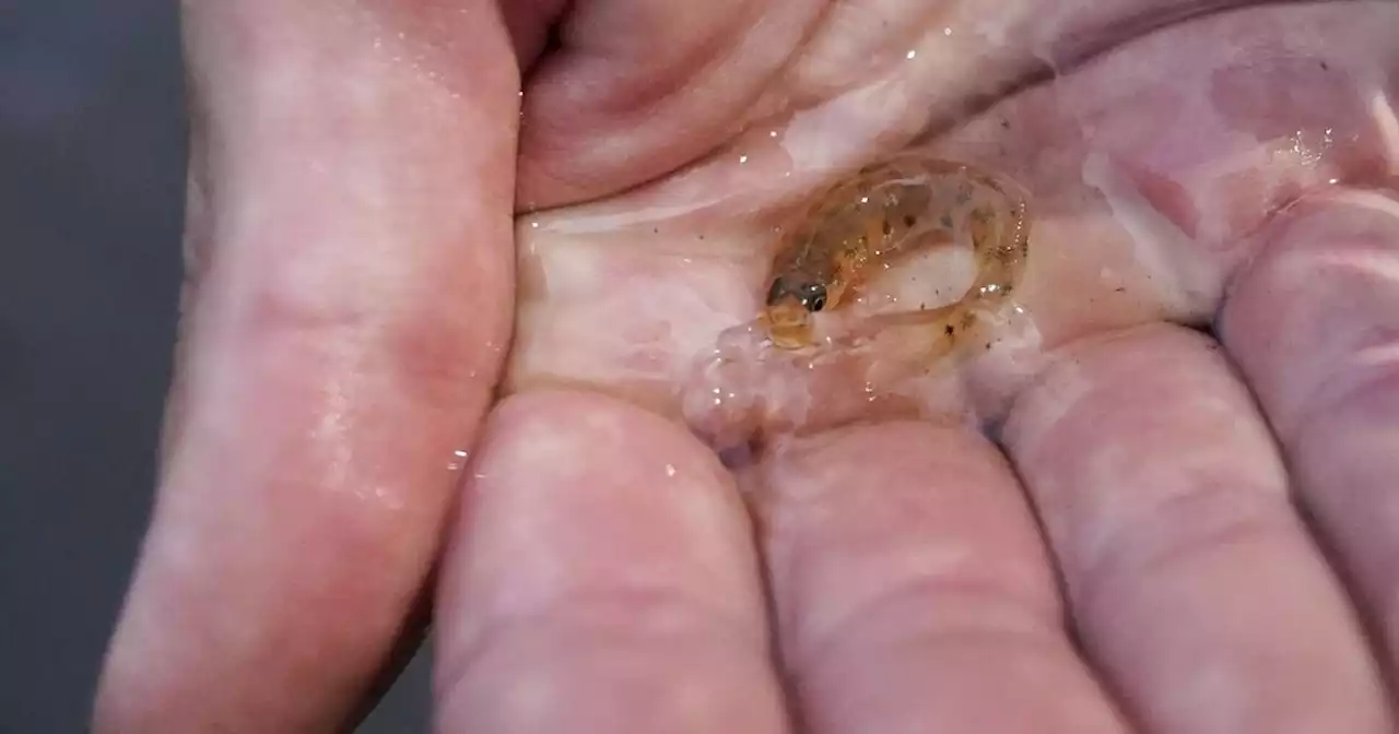 In Mississippi, a tiny fish is reintroduced to the river where it disappeared 50 years ago