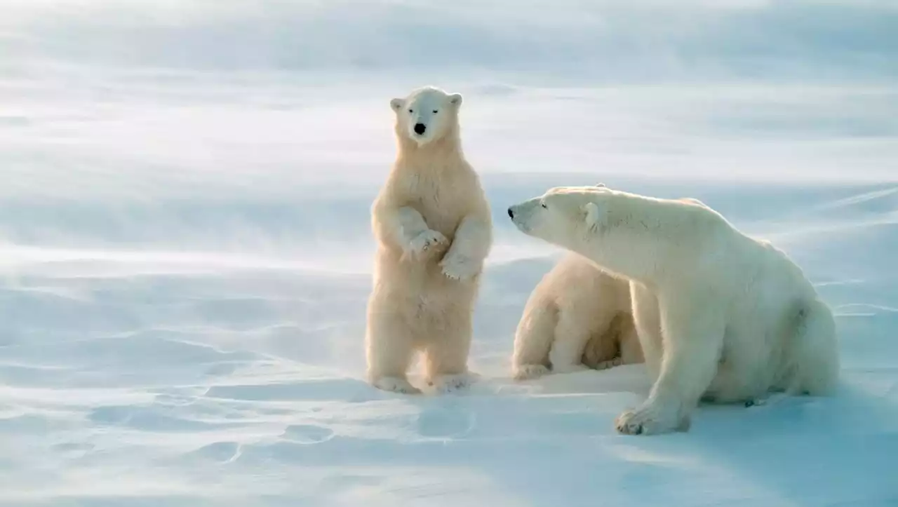 Eisbären: Klimaforscher berechnen Zusammenhang zwischen CO2-Emissionen und Überlebenschancen