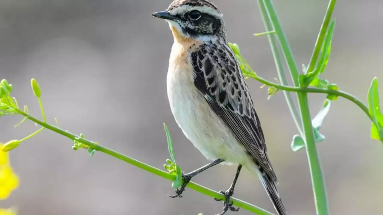 Abstimmung für 'Vogel des Jahres' beginnt