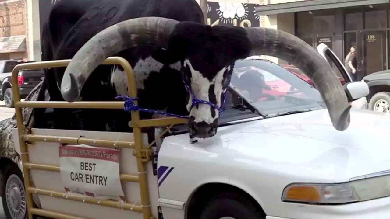 US-Polizei stoppt Auto mit Watusi-Bulle als Beifahrer