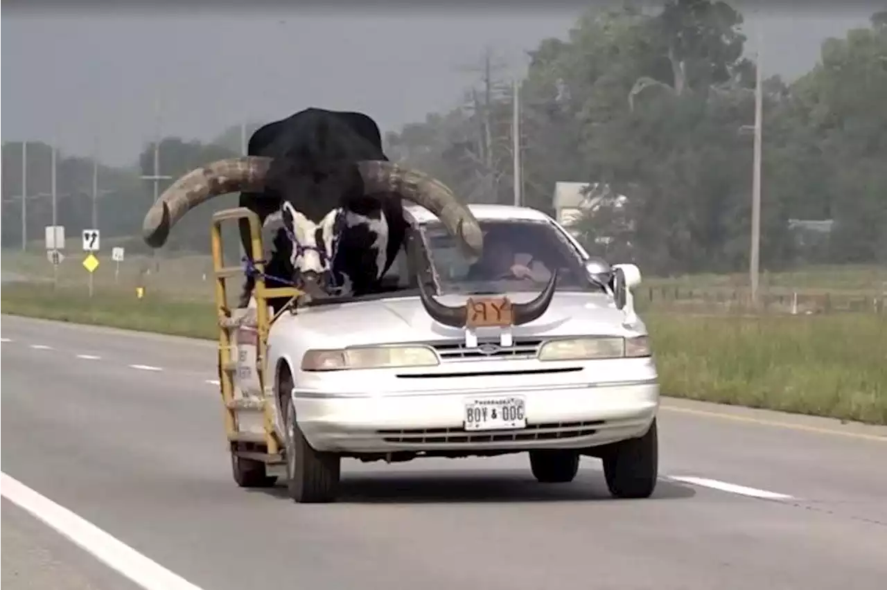 Watusi-Longhorn pet steer rides shotgun in US owner’s customised vehicle