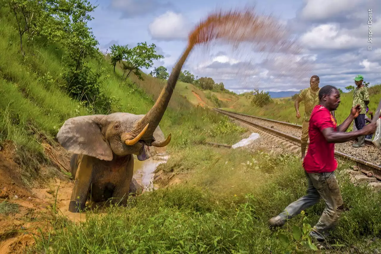 Abe rider rodeo og elefant i kamp for livet – årets bedste naturfotos skal kåres