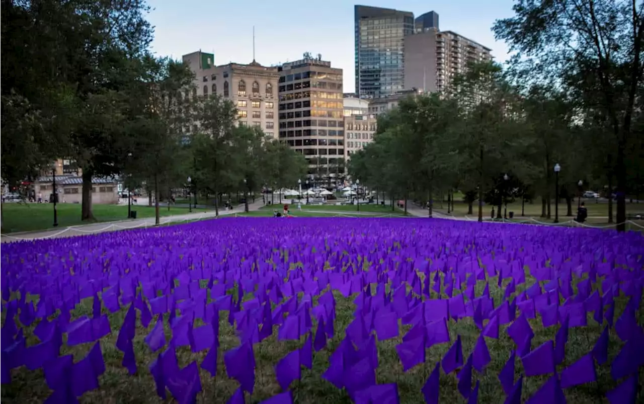 Purple flags fly at Boston Common to mark Overdose Awareness Day