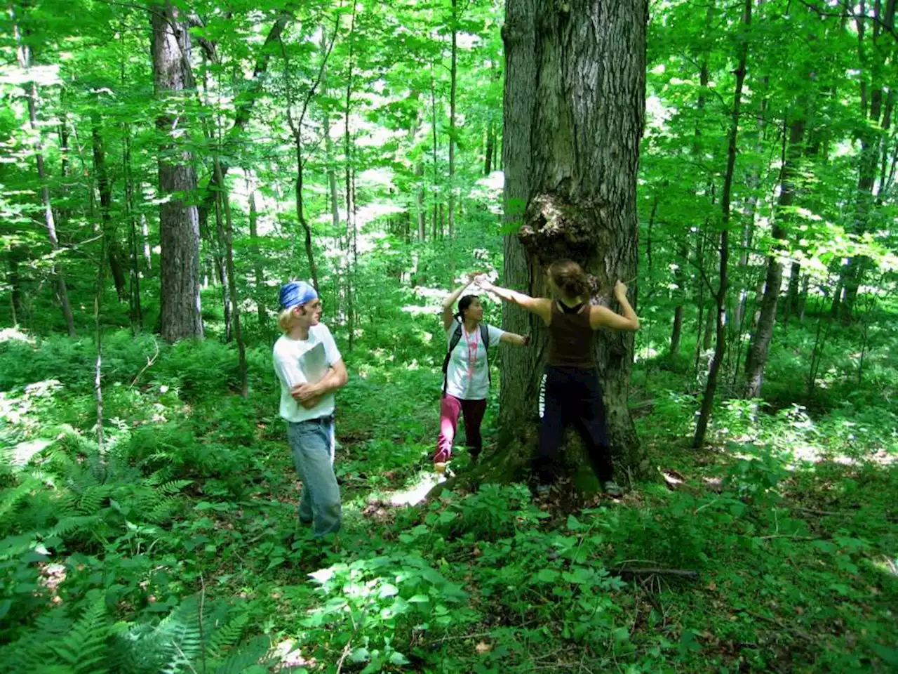 Western Mass. forest conservators reserve board seat to better reflect Indigenous perspectives in mission