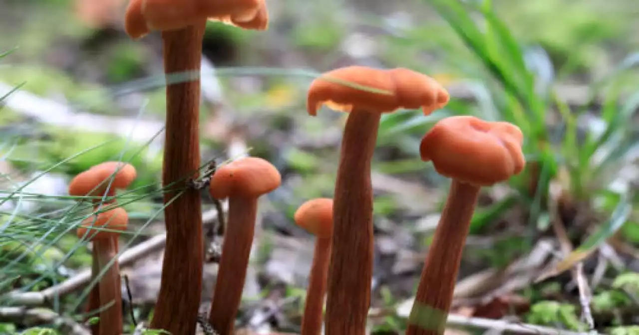 Influx of mushroom poisonings seen in Northeast Ohio