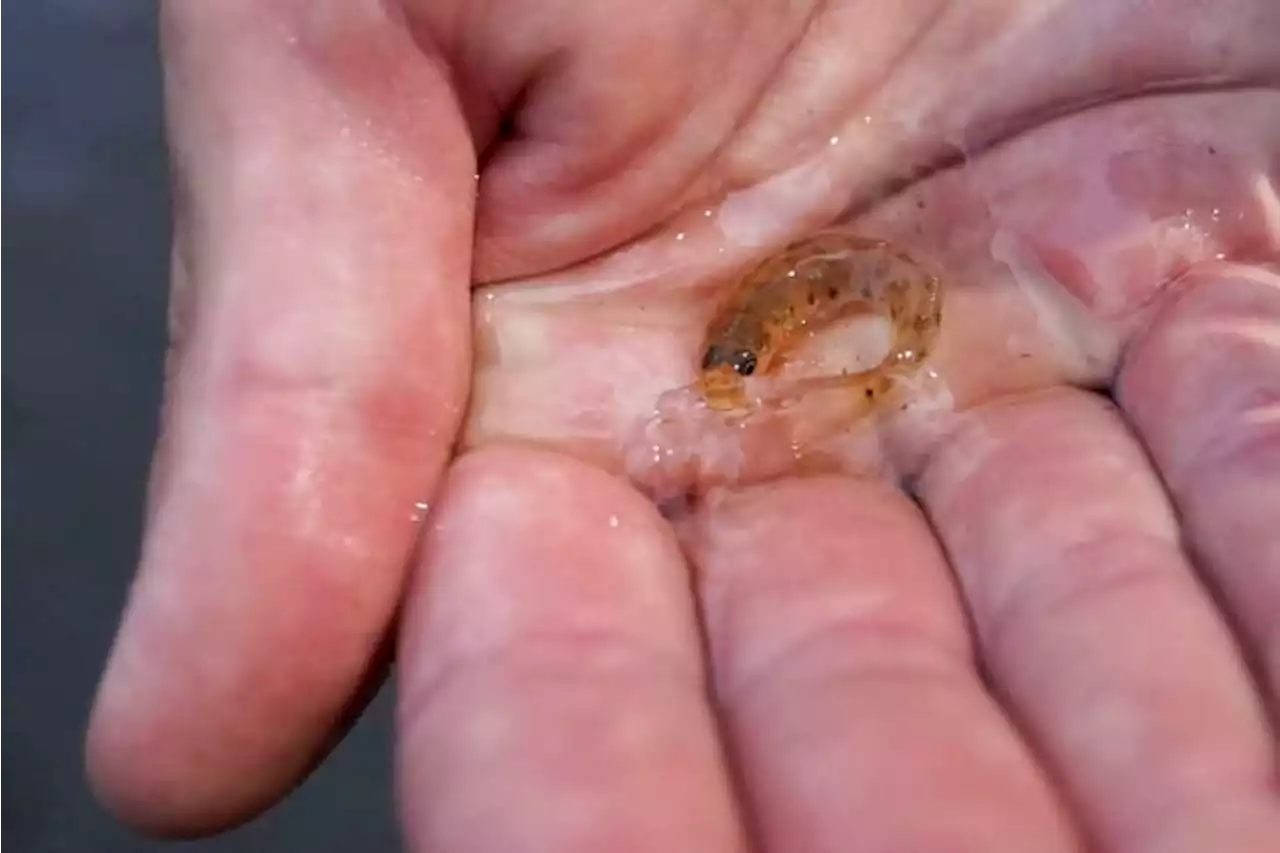 In Mississippi, a tiny fish is reintroduced to the river where it disappeared 50 years ago