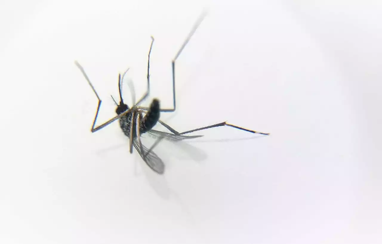 L’épidémie de dengue progresse en Guadeloupe et Martinique