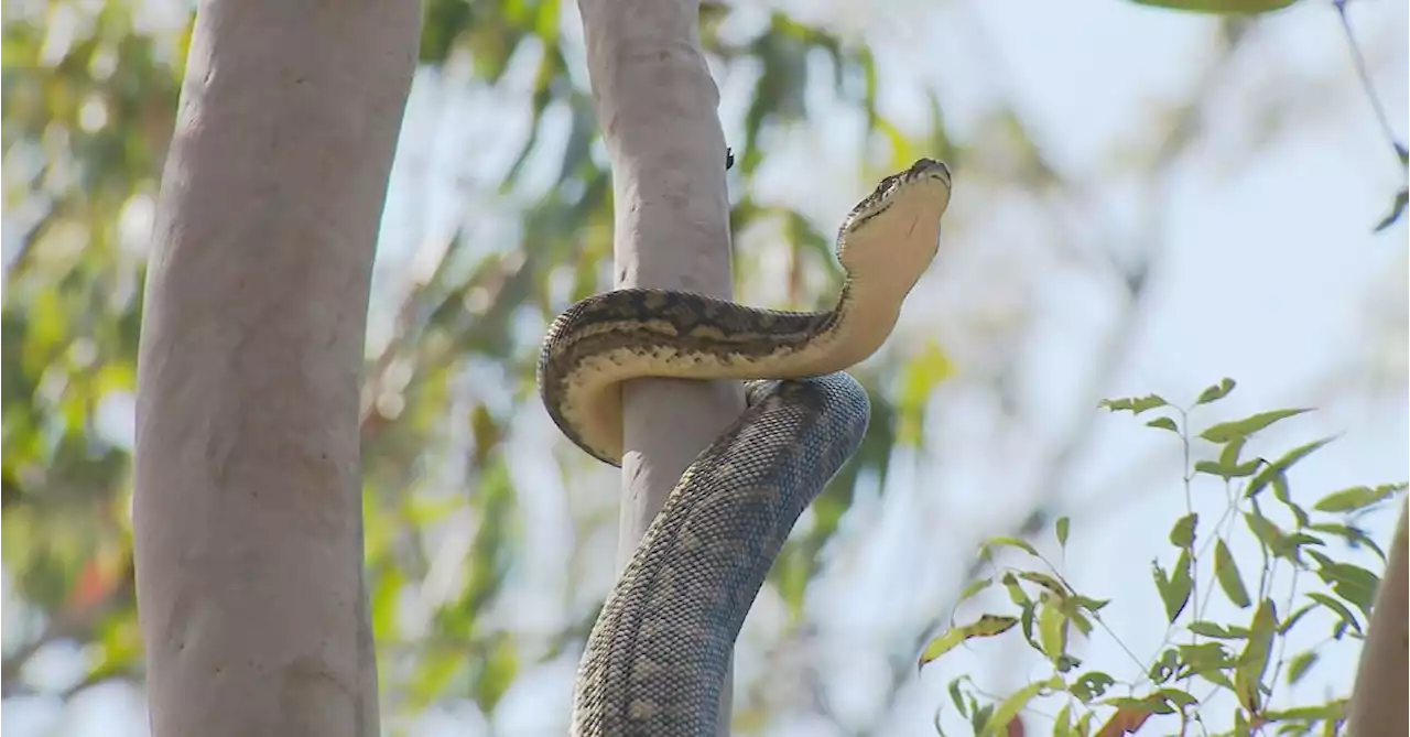 Queensland man killed trying to save friend from snake