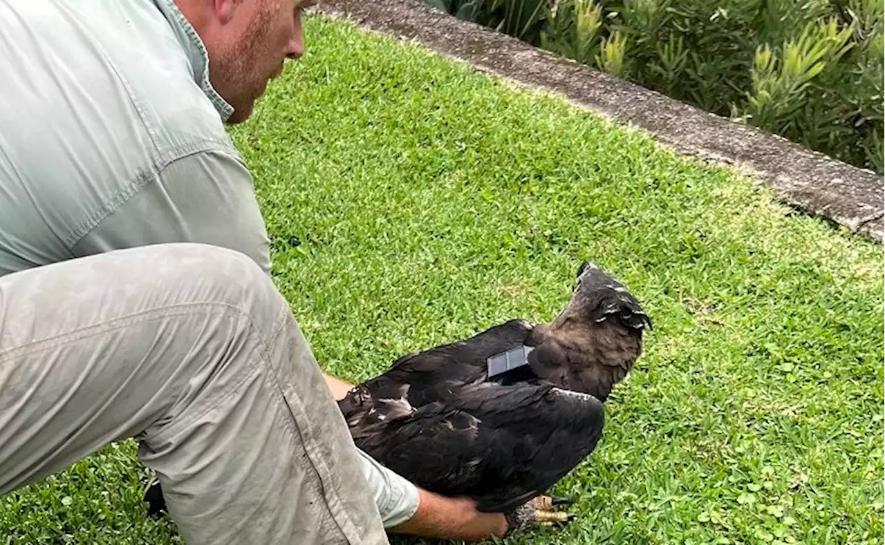 R1 000 reward after crowned eagle shot in KZN - LNN - Boksburg Advertiser