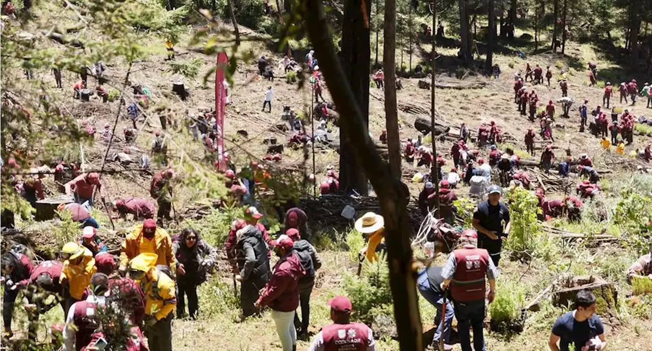 Reforestan el Ajusco; plantan cien mil árboles en zona afectada por tala