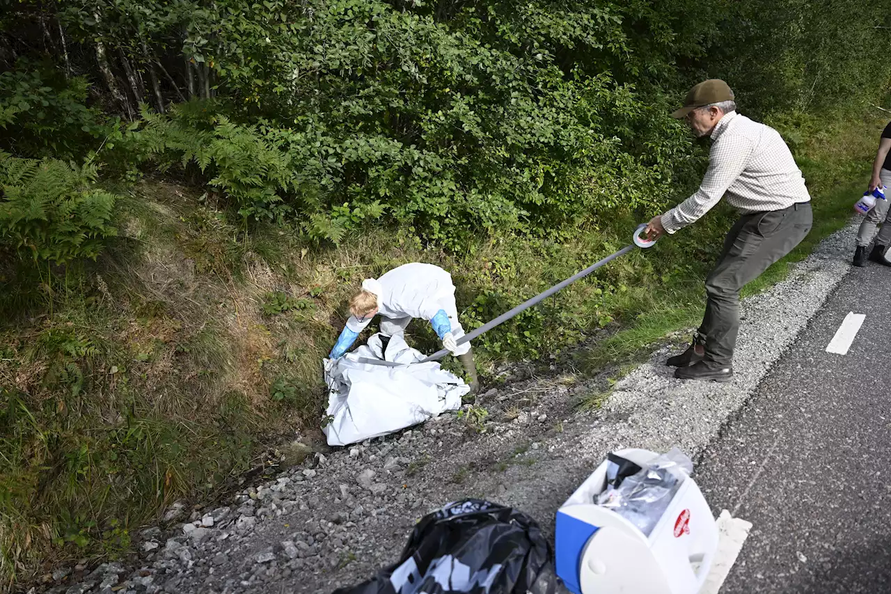 Sökande efter svinkadaver i månader framöver