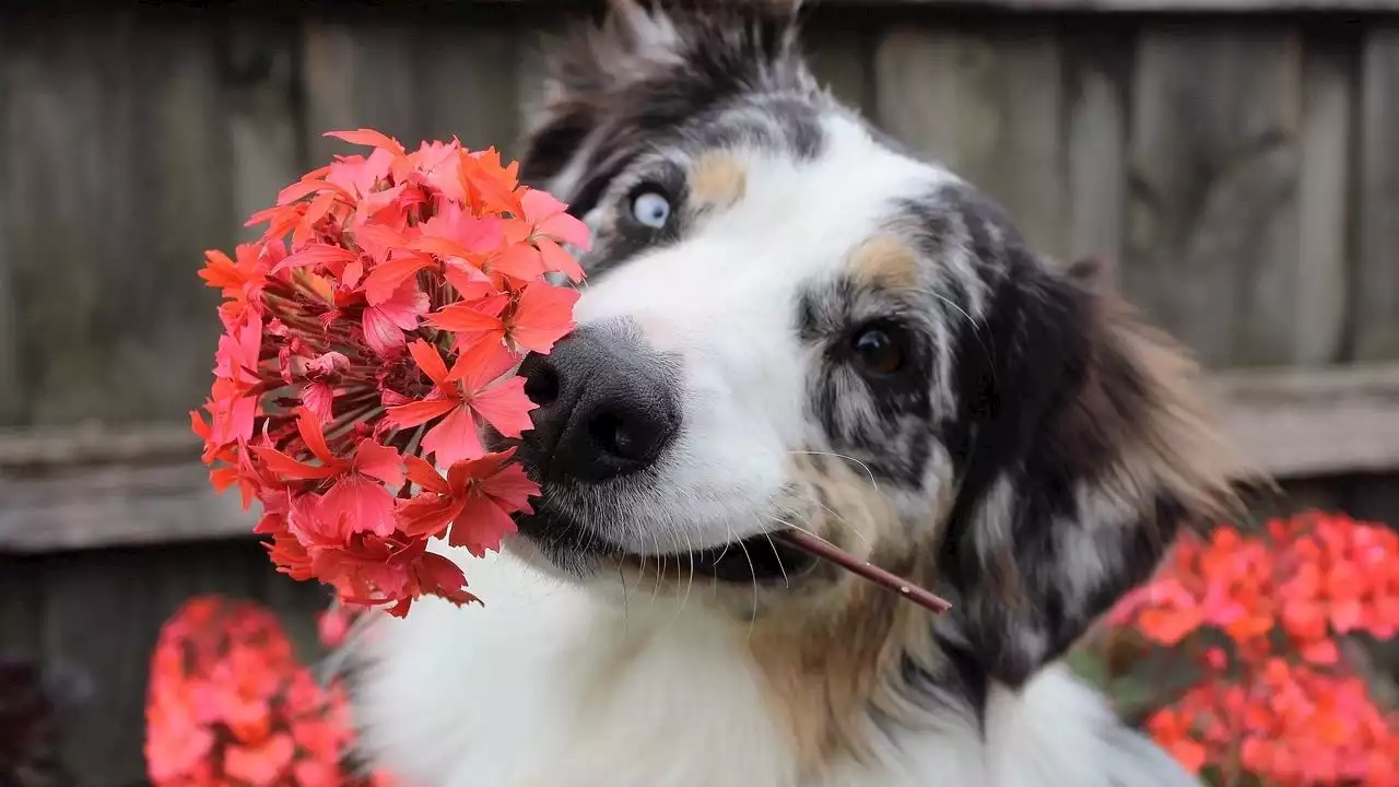 Las 5 plantas tóxicas que no debes tener dentro de tu casa si tienes mascotas