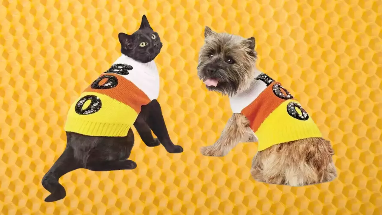 Pet Halloween Costumes That Your Picky Furball Might Actually Wear