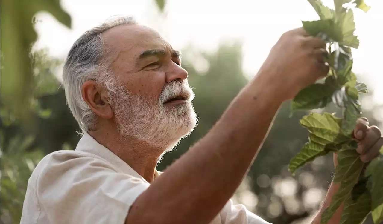 100-year-old men in Costa Rica reveal their secret to long life