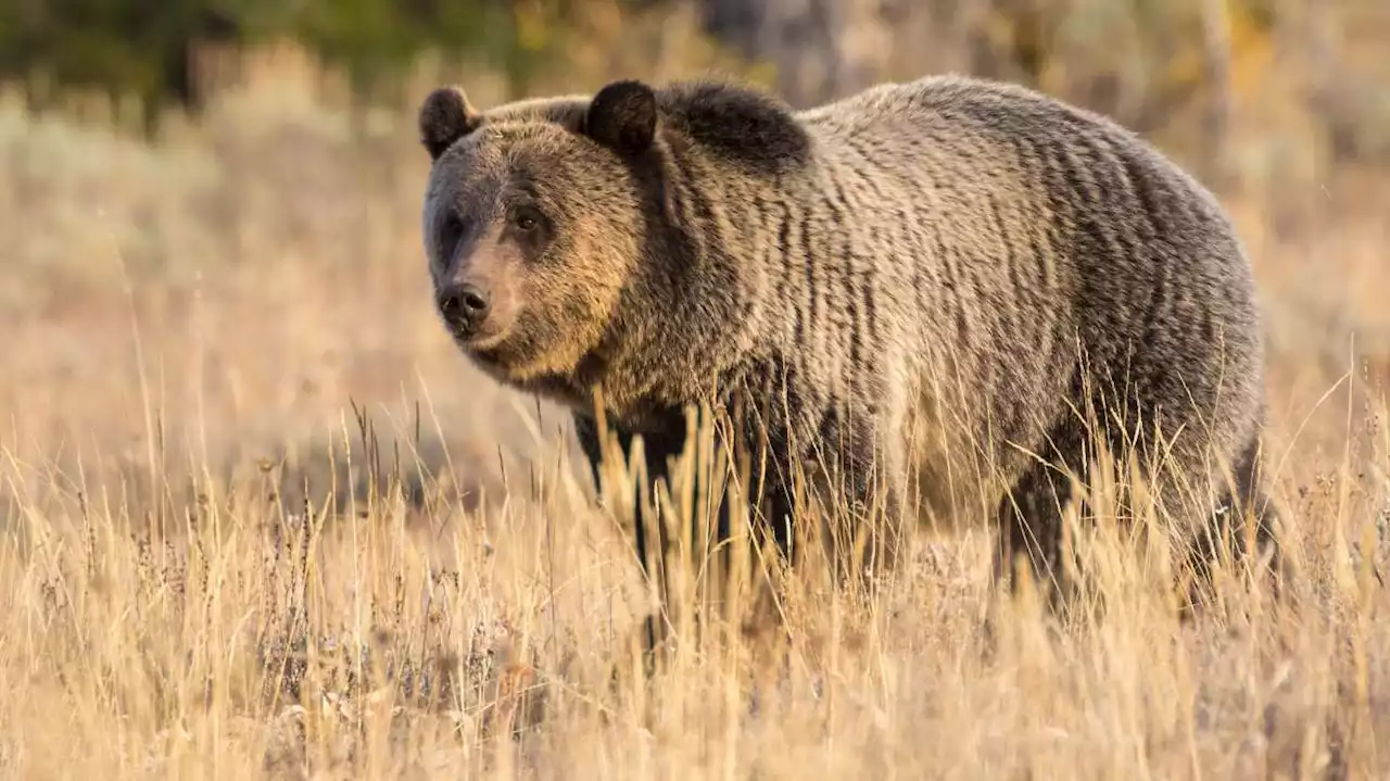 Authorities search for grizzly bear that mauled Montana hunter