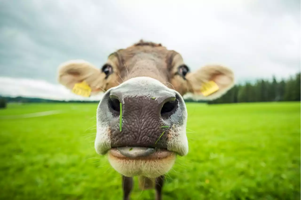 During the hurricane, it was raining cats and dogs and cows at my house