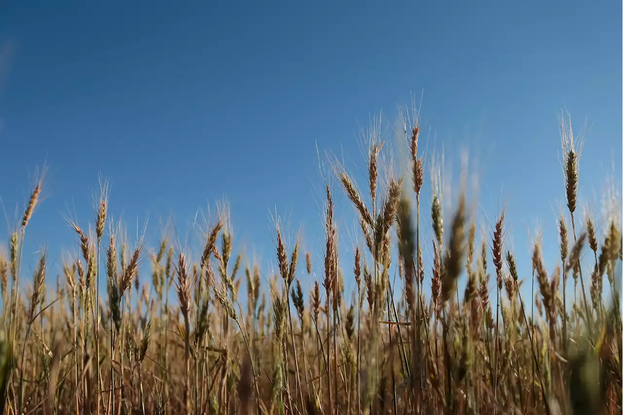 Las lluvias y las proyecciones para 2024 traen dosis de optimismo