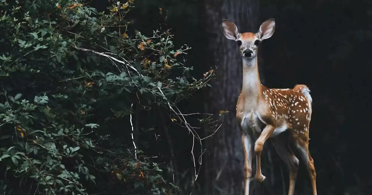 Covid is spreading rapidly in deer - and mutating as it goes