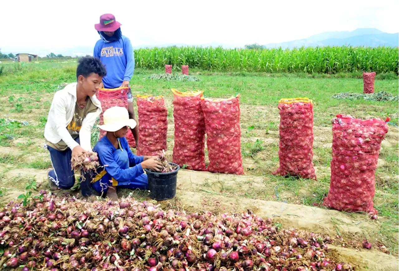 Solon urges gov’t to halt new onion importations