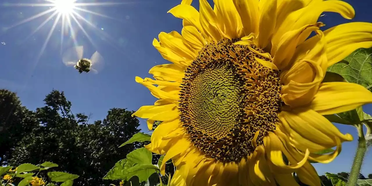 Wetter: Schweiz knackt 30-Grad-Marke am Sonntag erneut