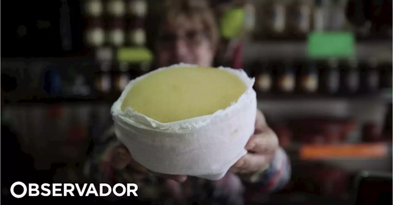 Um terço do queijo Serra da Estrela acaba nos pasteis de bacalhau e pastores ganham mais