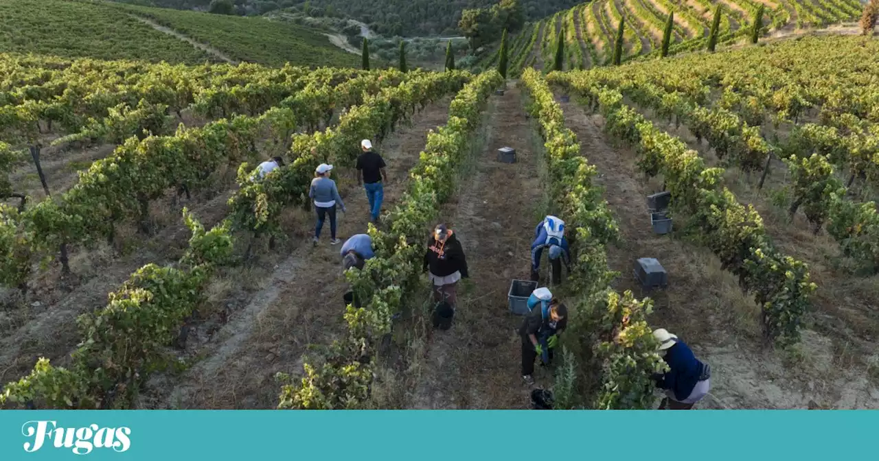 Vindimas anteciparam-se dez dias, mas regiões esperam bom vinho