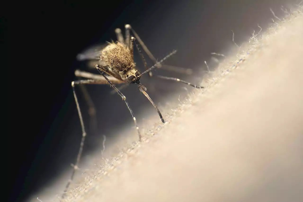 Épidémie de dengue en Guadeloupe et Martinique : augmentation des cas et des hospitalisations