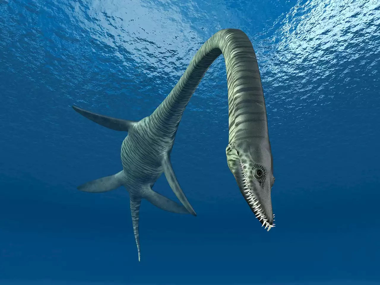 Evolution’s Whiplash: Plesiosaurs Doubled Their Neck-Length by Gaining New Vertebrae