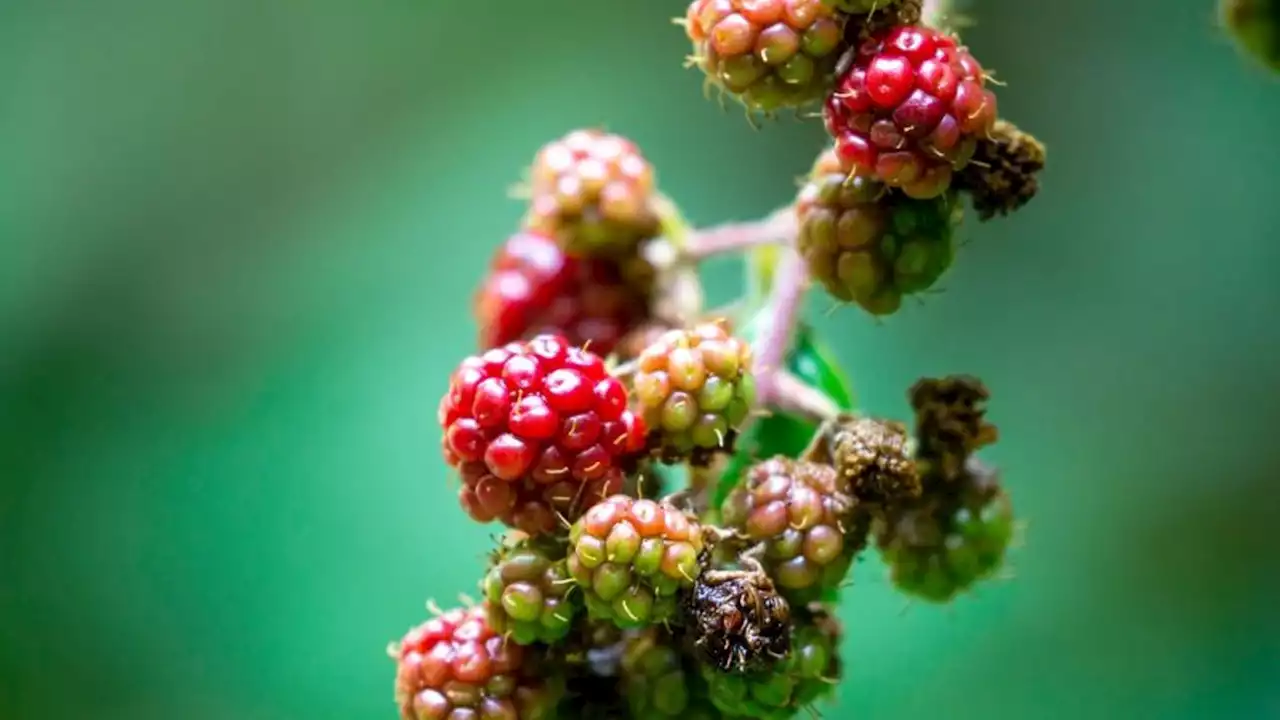 Brombeere: Gewinner der klimawandelbedingten Veränderungen