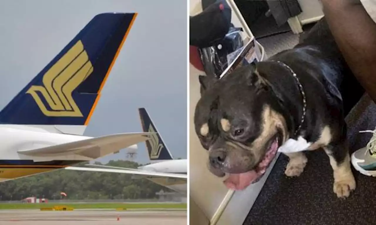 Woman on SIA flight with farting dog: 'My husband was in shorts and getting its saliva on his leg'