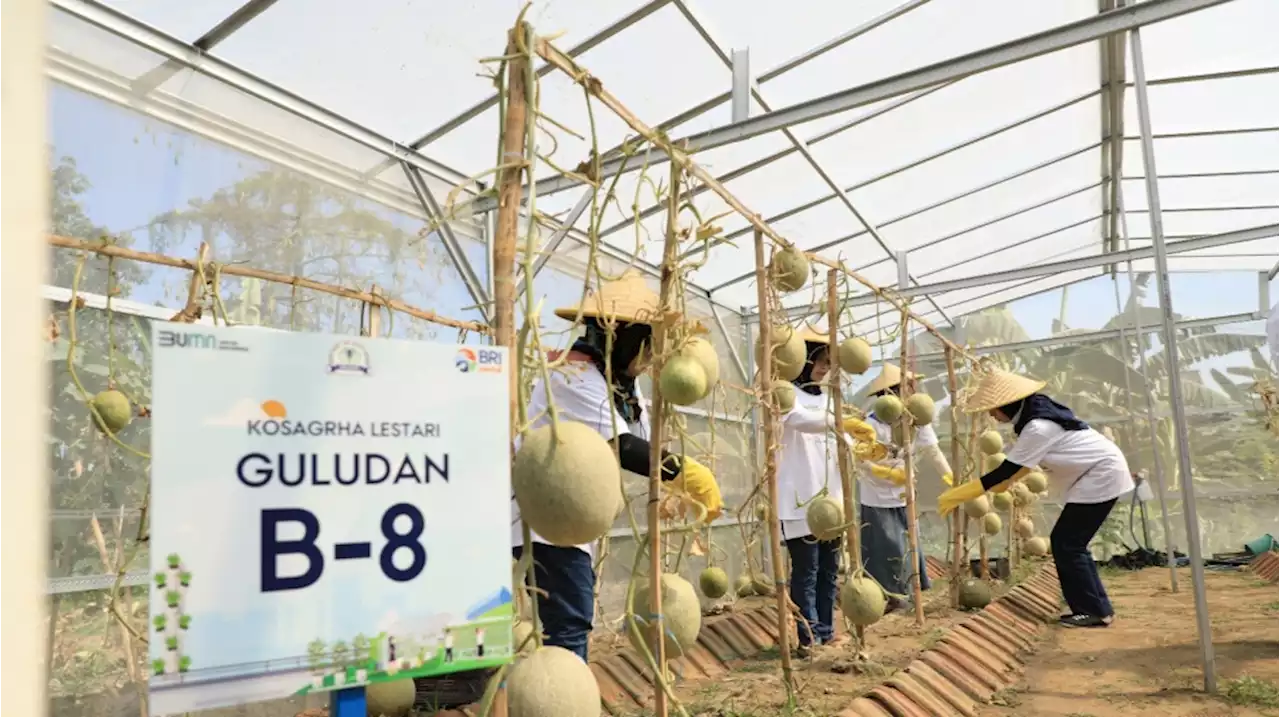 Kembangkan Urban Farming di Lahan Sempit, BRI Peduli Inspirasi Bertani di Kota (BRInita)