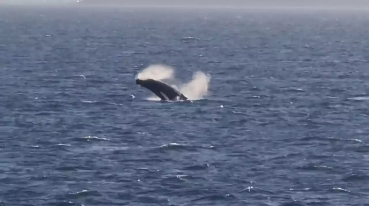 STUNNING footage shows whale breaching off Scottish coast