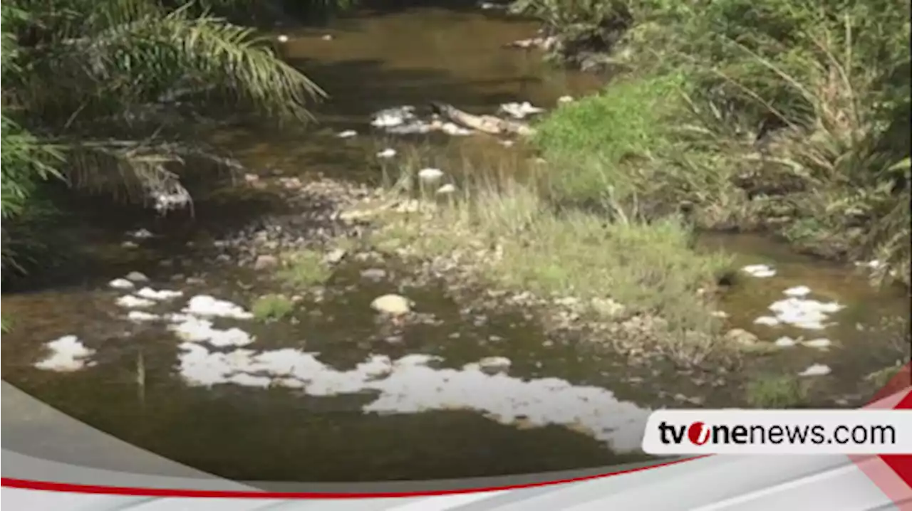 Ratusan Ekor Bangkai Ayam Dibuang ke Sungai Lae Impal Subulussalam, 2 Kabupaten Terancam Tercemar