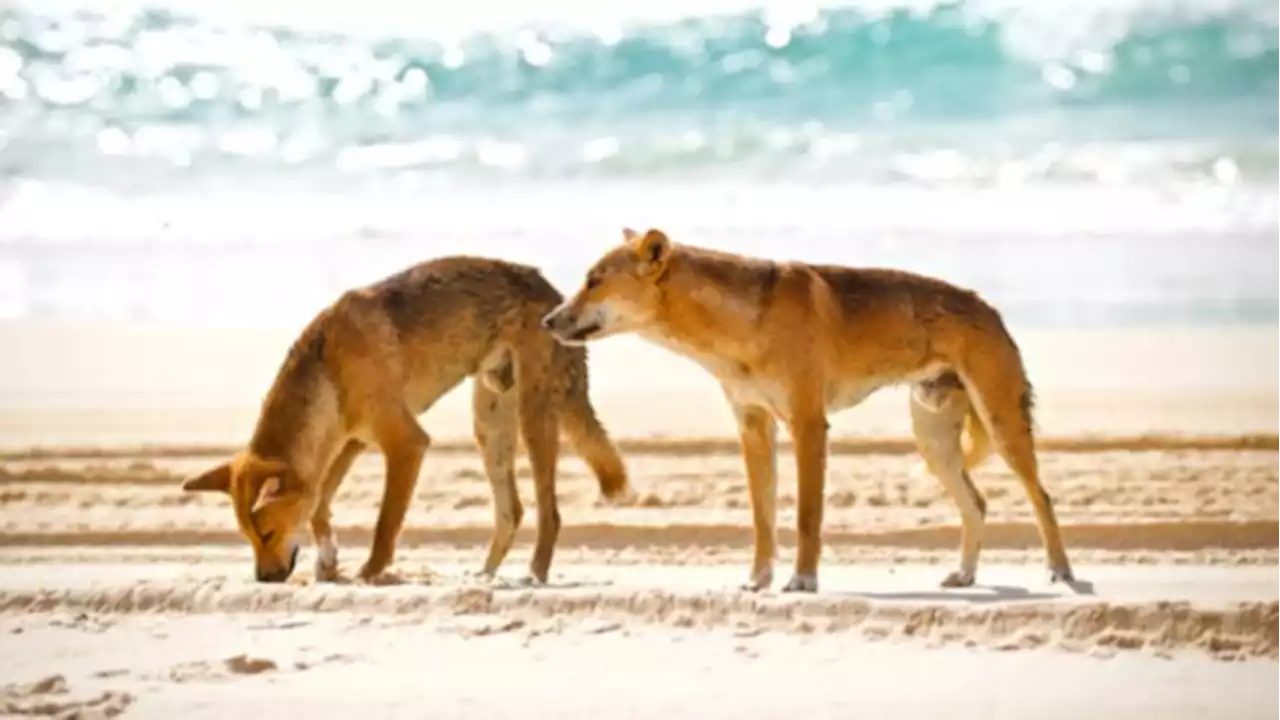 ‘Last resort’ action against ‘high-risk’ dingo on Queensland island