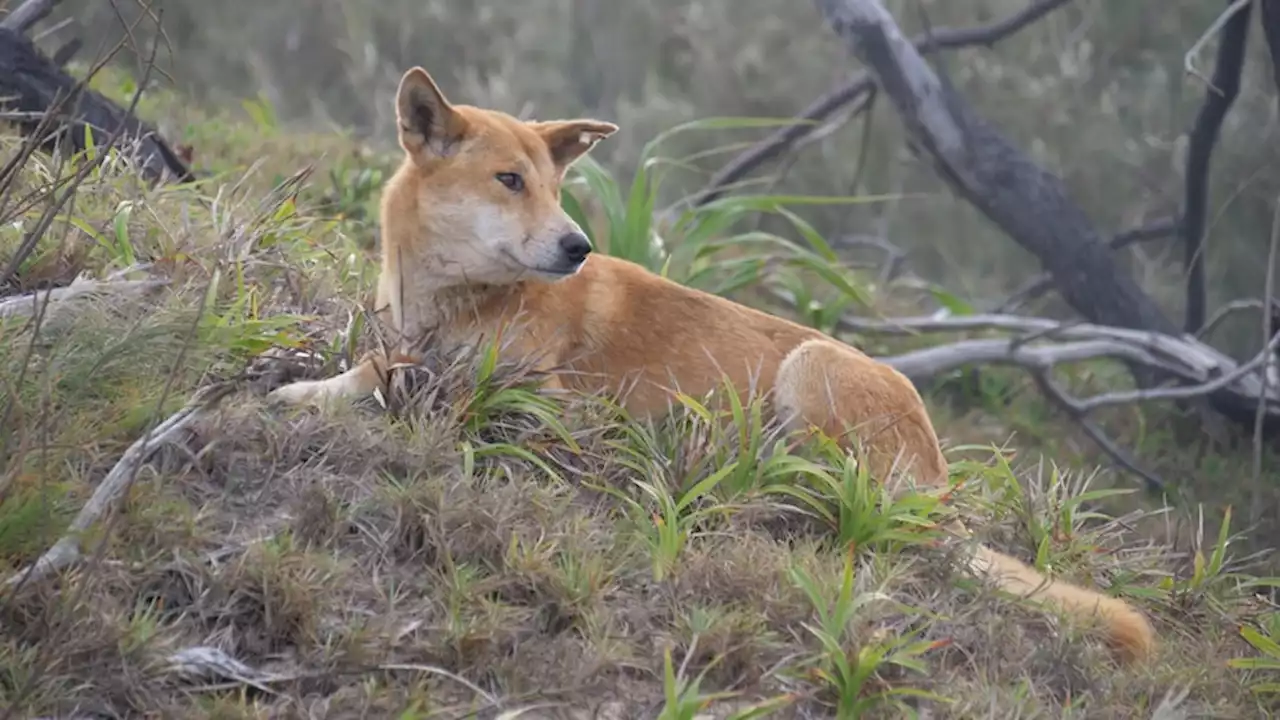 Rangers euthanise dingo involved in high-risk attacks, the third animal to be destroyed this year