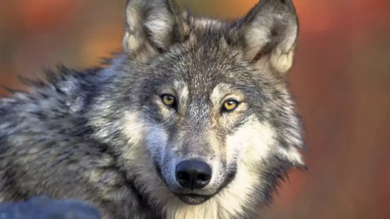 Wisconsin wolf hunters face tighter regulations under new permanent rules