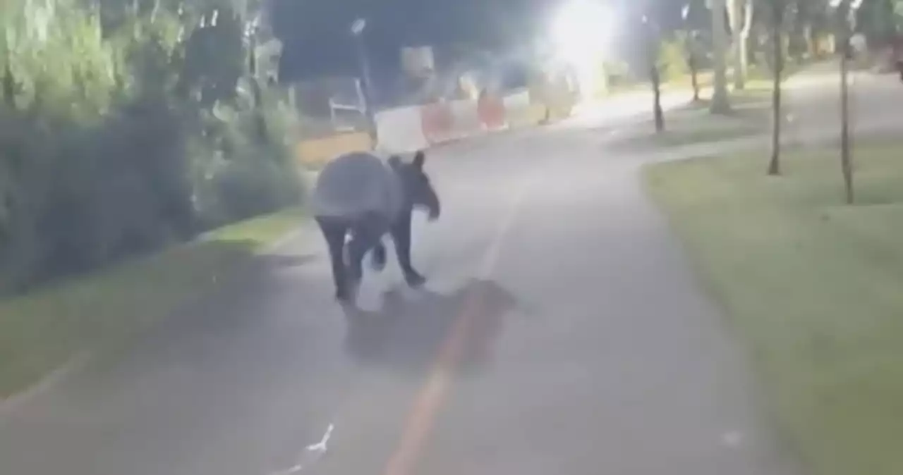 'Thought I was hearing a horse': Tapir overtakes surprised cyclist on Punggol PCN