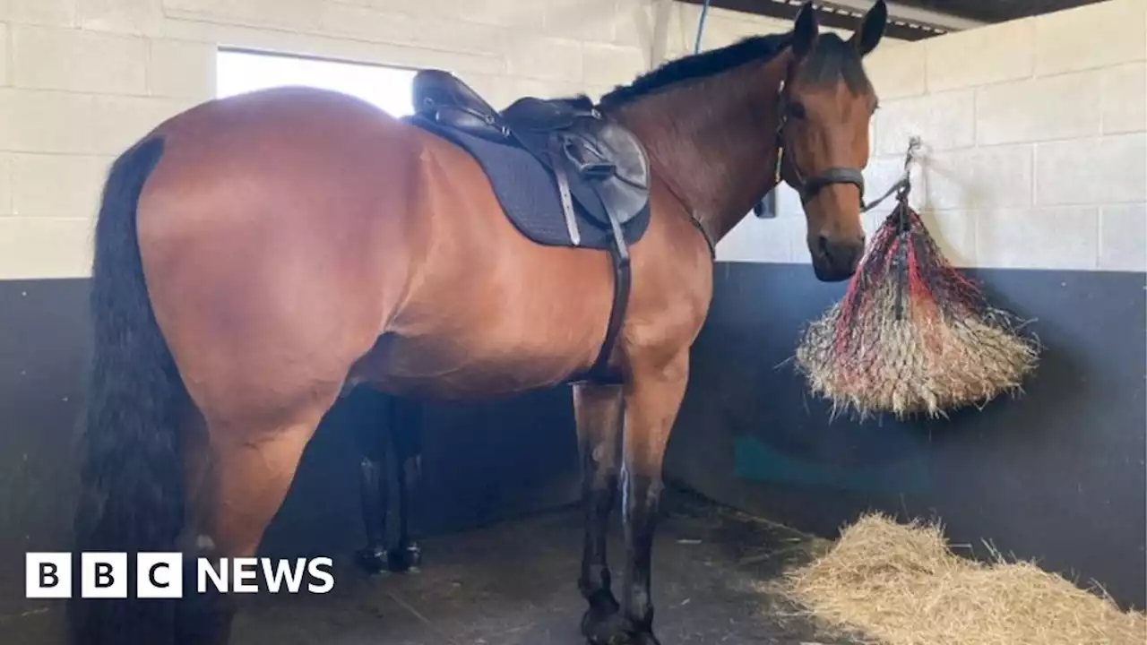 Bristol Bus Boycott: Police horse to be named after one of the pioneers