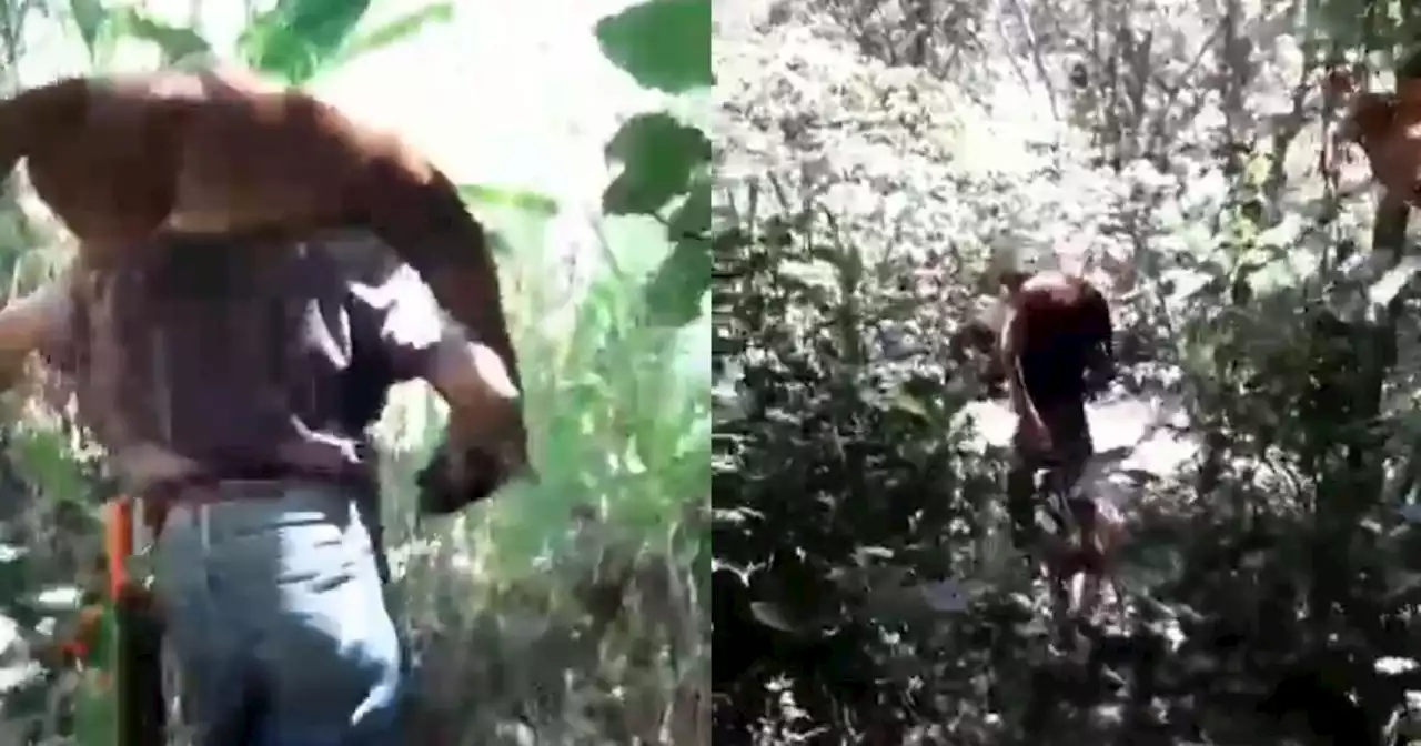 Mataron a un puma por comerse unas gallinas en el norte del Valle del Cauca