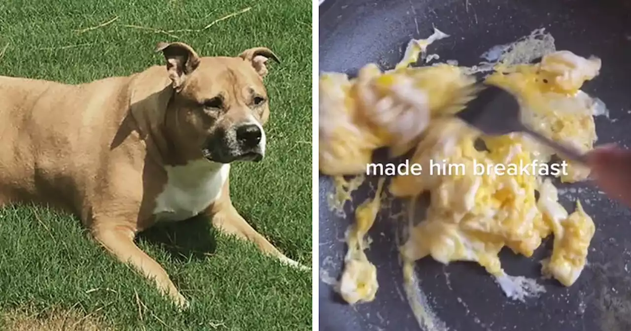 TikTok User Shared Emotional Last Day With Her Dog, Touched Almost 10 Million People Online