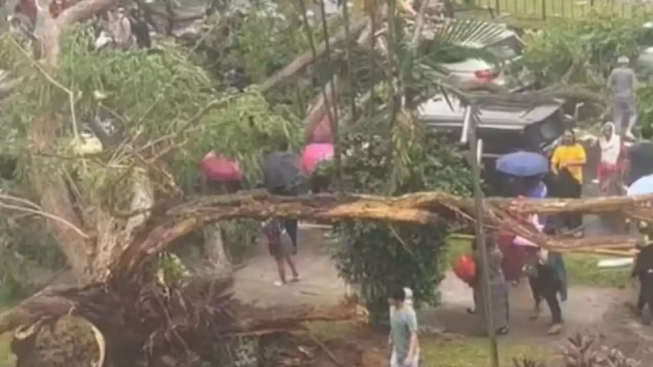 Big tree on City Plaza grounds cut down after toppling on road and crushing vehicles on Sunday