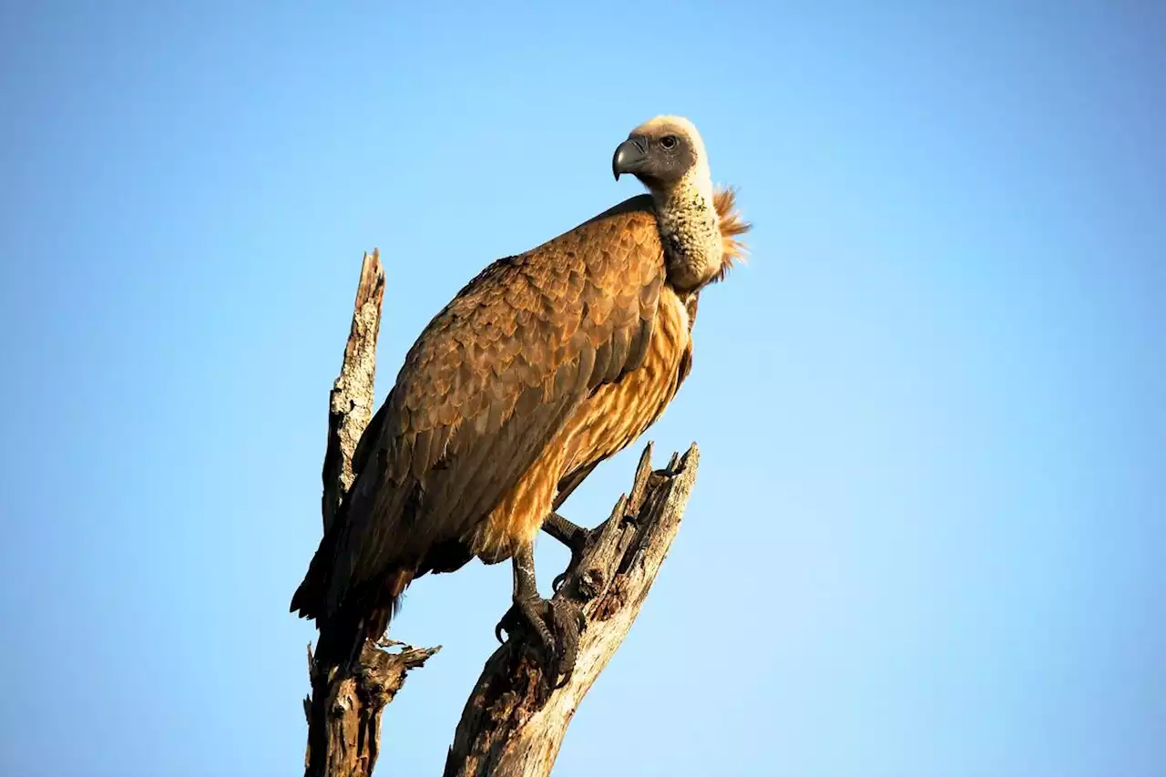 Hérault : un oiseau en feu provoque le chaos et un terrible sinistre