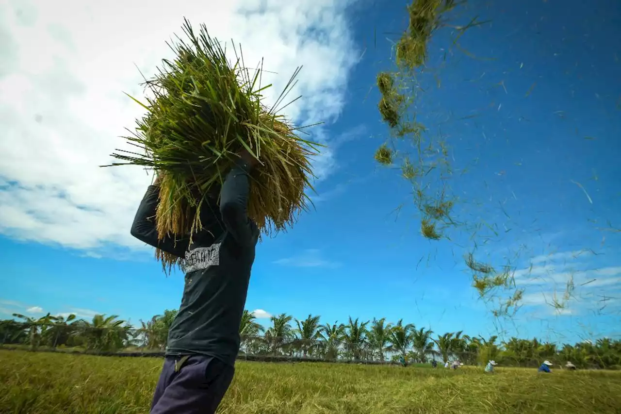 Start of rice harvest signals lower prices: retail leader