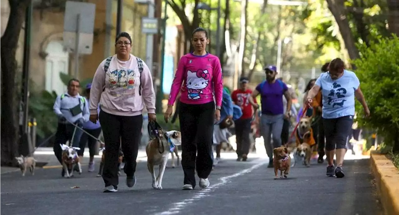 Con lamidas, ladridos y hasta disfraces, realizan segunda carrera ‘Perritos en fuga’ en la Cuauhtémoc