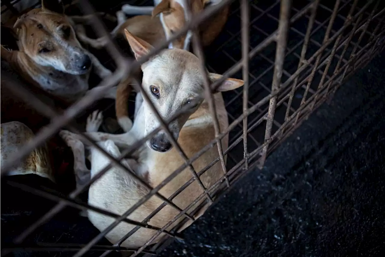 „Tomohon Extreme Market“: Hundefleisch: Indonesien setzt Zeichen gegen Tierquälerei