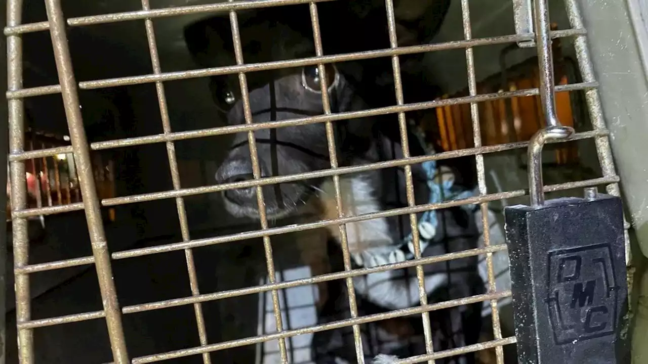 Dog that escaped Delta Air Lines crate found safe, flies home 3 weeks after disappearing