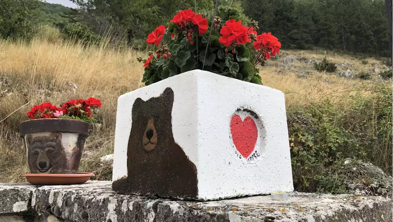 In Abruzzo a lezione di orsi: “Impariamo a convivere, per noi sono un orgoglio'